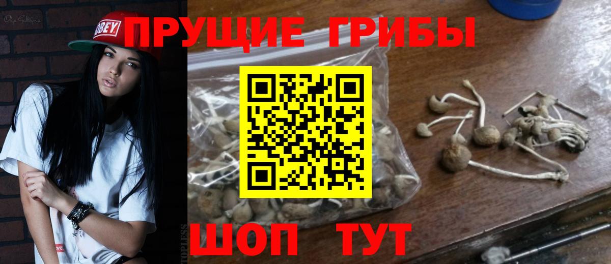 Северск  Галлюциногенные грибы GOLDEN TEACHER  Псилоцибиновые грибы мицелий  Вход с VPN 
